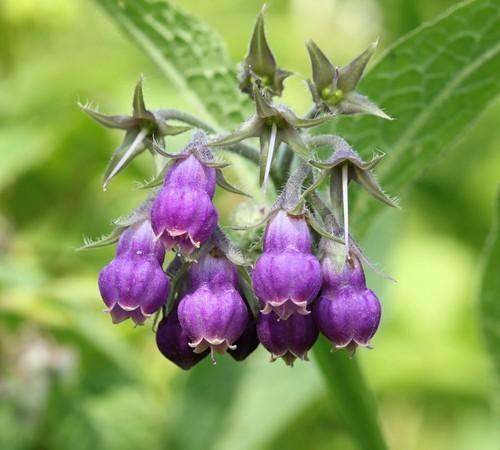 Allantoin